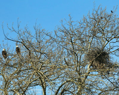 3-11 eagles  nest  e1549.JPG