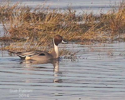 3-21 pintail e 2406.JPG