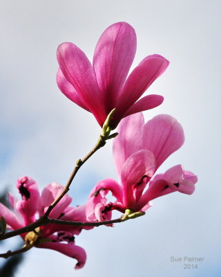 4-4 magnoliae  2516.JPG