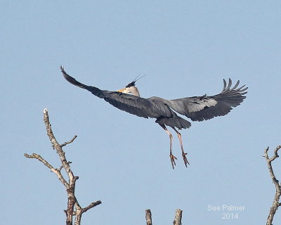 5-7 heron e 3113.JPG