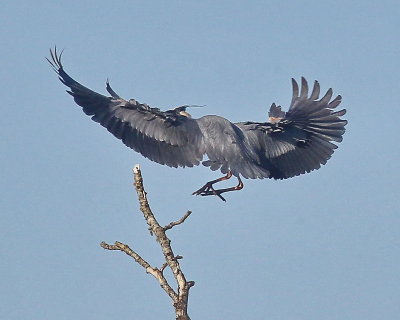 5-7 heron e 3116.JPG