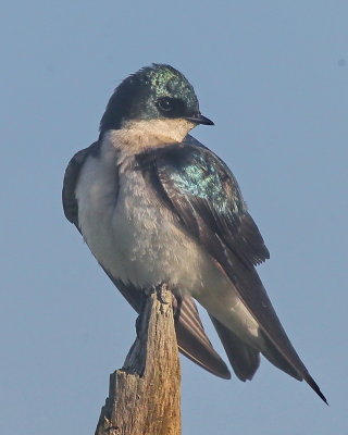 5-7 tree swallow e 3091.JPG