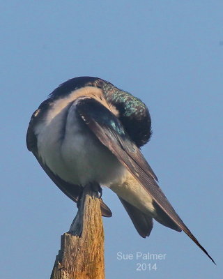 5-7 tree swallow e 3094.JPG
