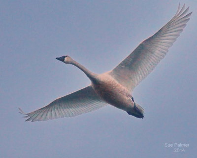 4-2 swan 2466.JPG