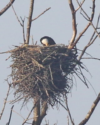 5-7 eagle at nest 3073.JPG