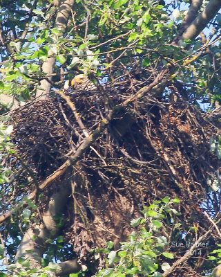 5-7 eagle at nest 3175.JPG