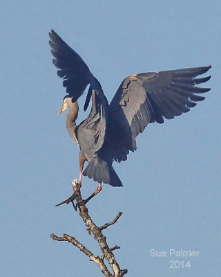 5-7 heron 3120.JPG