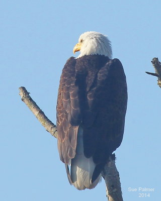 5-7 eagle 3149.JPG