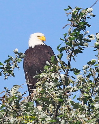 5-7 eagle 3172.JPG