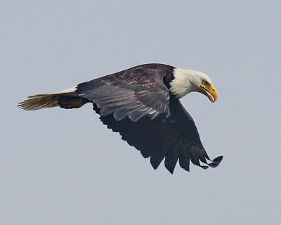 5-15 eagle 3365.JPG