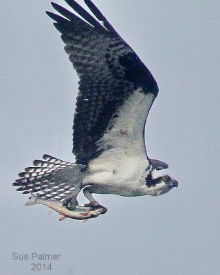 5-15 Osprey 3240.JPG