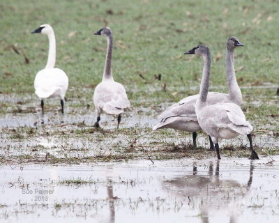 12-30-13 swans e 9534 .JPG