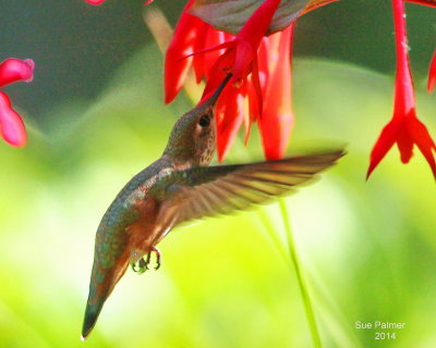 6-2 rufous e 3816.JPG