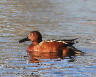 6-6 cinn teal 3941.JPG