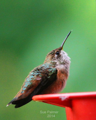 6-15 rufous 4448.JPG