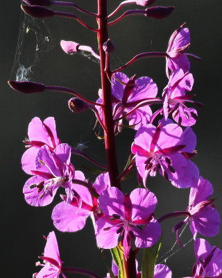 6-21 fireweed e 5056.JPG