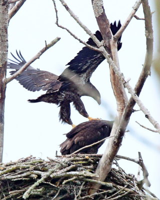 7-2 eaglets 5859 .JPG