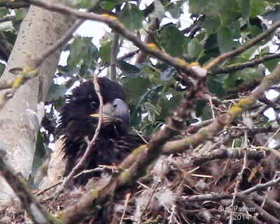 7-5 eaglet 6049.JPG