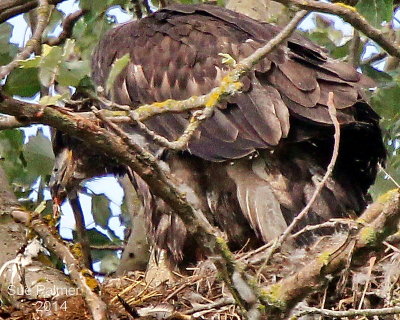 7-5 eaglet e 6092.JPG