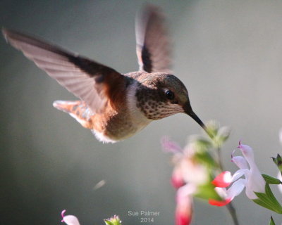 2014_hummers