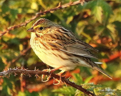 5-9 Savanna sparrow 5419.JPG