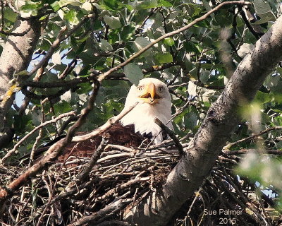 5-9 eagle nest e 7485.JPG