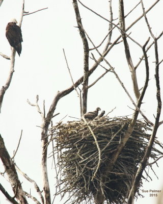 5-21 eagles at nest ee 6129.JPG
