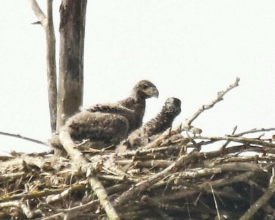 5-21 eagles at nest e 6129.JPG