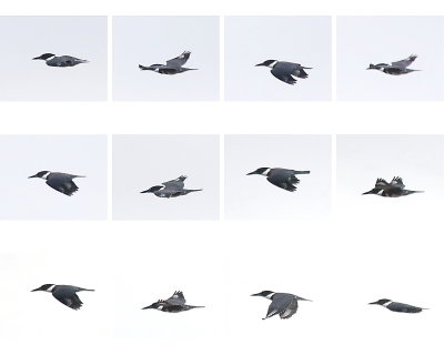 9-1 Kingfisher flight 9-1-16.jpg
