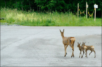 deer family 1024.jpg