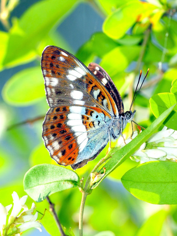 The First Butterfly of the Season...