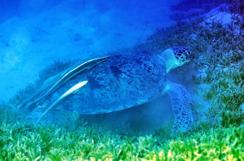 Giant Green Turtle Eating in the Grass