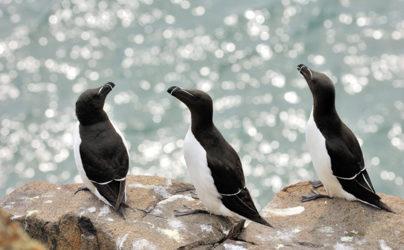 The Backlite Razorbills