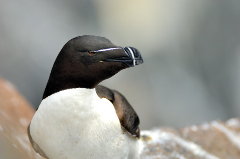 Razorbill Portrait