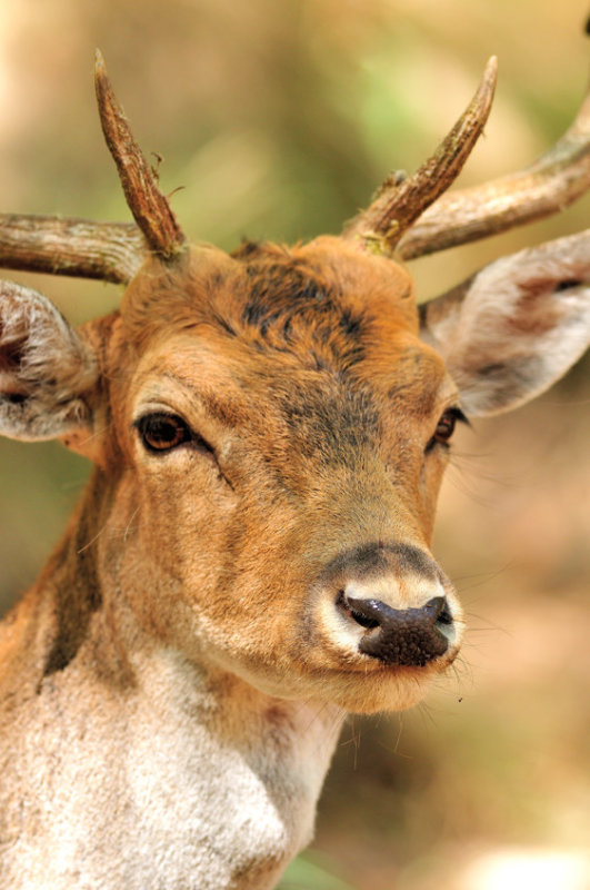 Young Deer Portrait