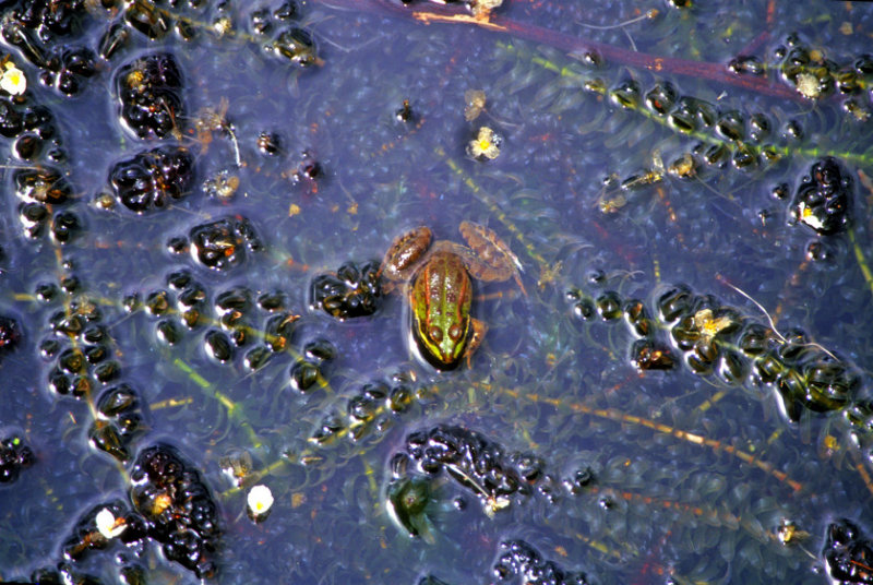 Atleantean Frog    