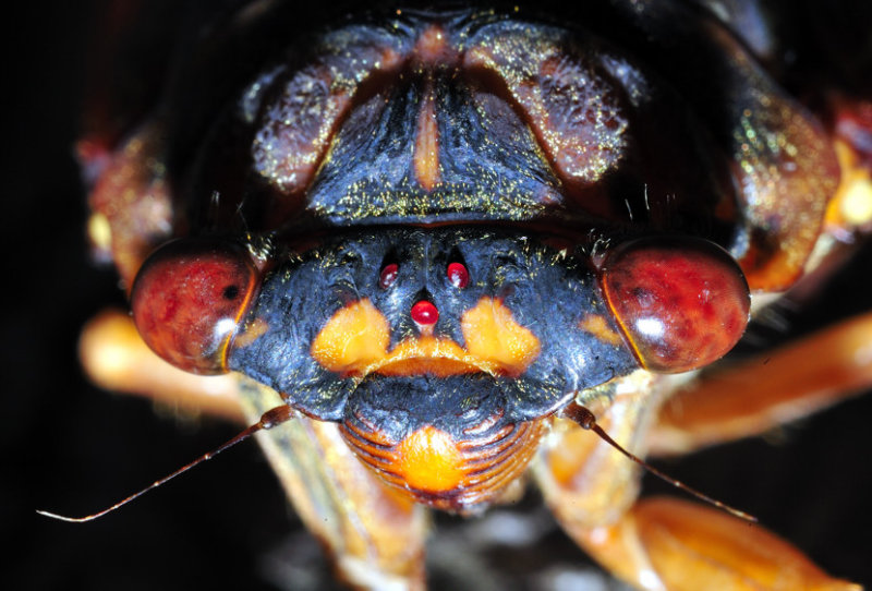 Cicadia Frontal