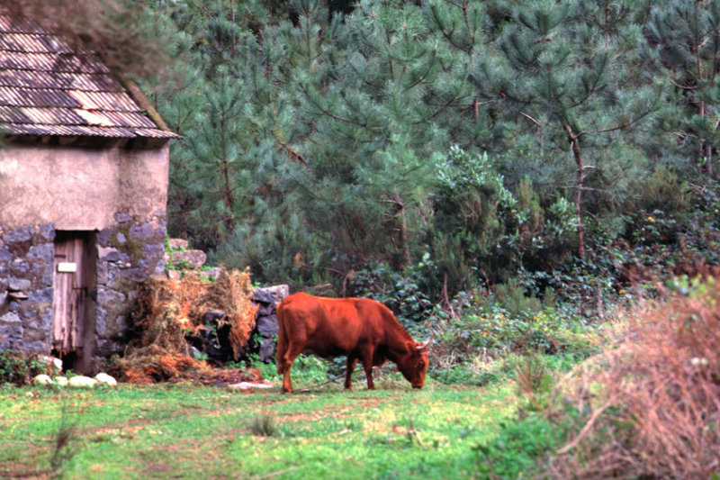 Traditional Portuguese Scene