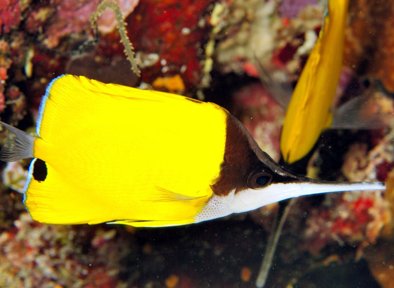 Longsnout Butterflyfish