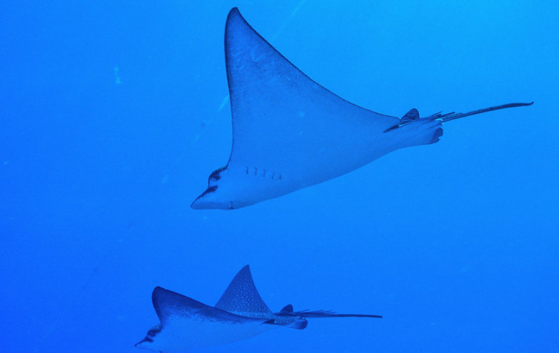 Eagle Rays, The Prettiest