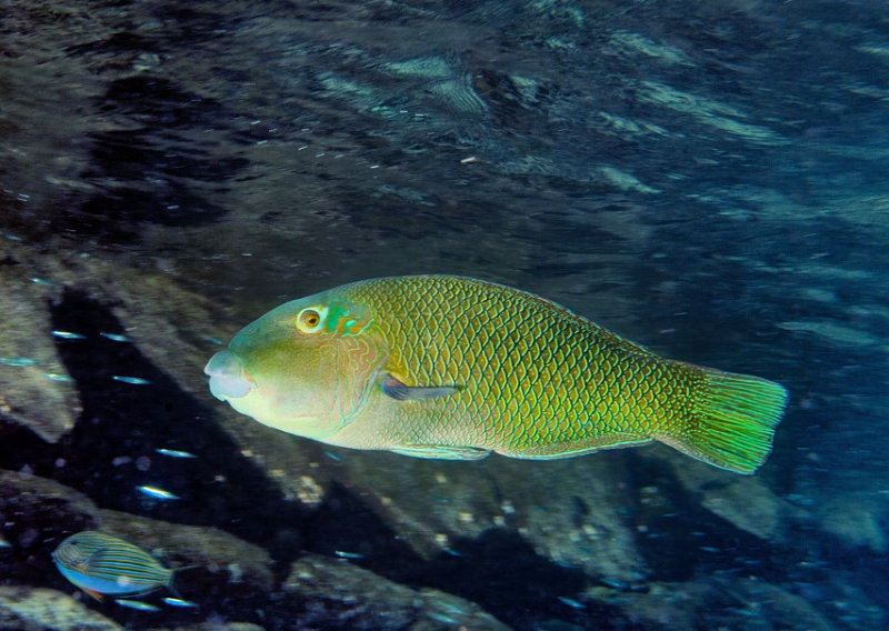 Unknown Wrasse Fish