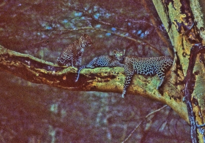 Leopards on a Tree 