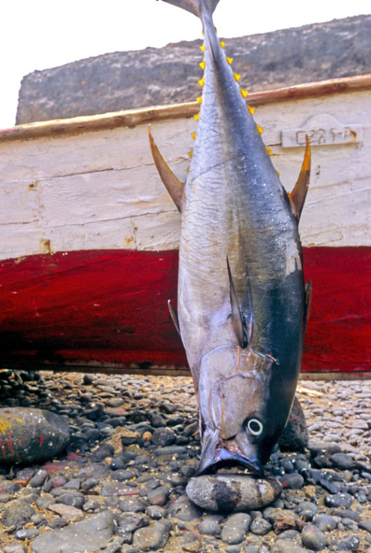 The Catch of the Day   