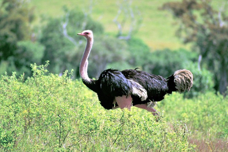 Ostrich