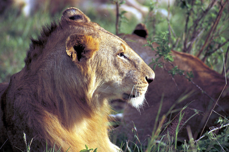 Young Male Promise