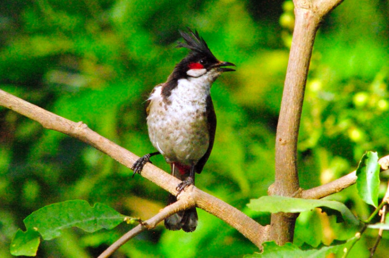 Red-whiskered Bulbul (Pycnonotus jocosus)