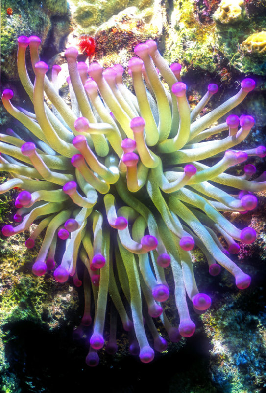 Club Tipped Anemone 