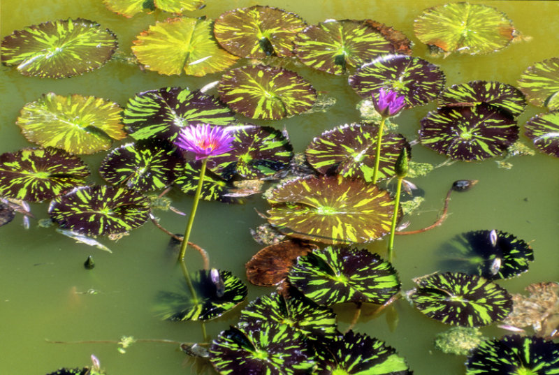 Caribbean Water Lilies