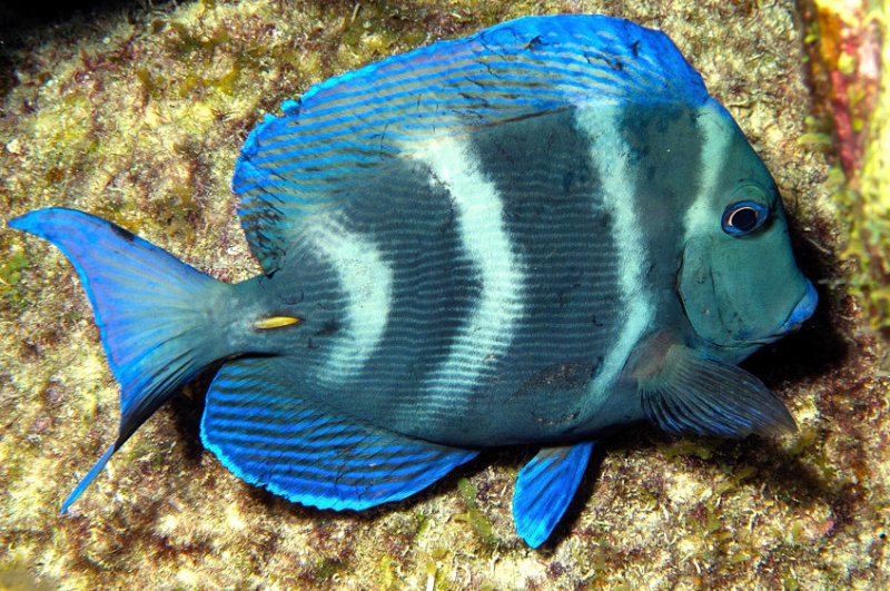 Blue Razorfish Sleeping 