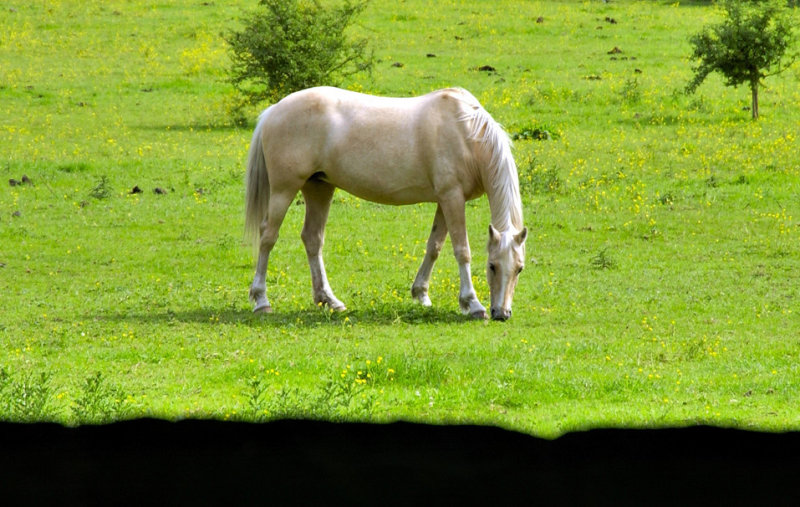 Horsie Eating Behind Wall